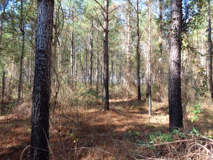 Farm and Ranch in Pike County, Alabama