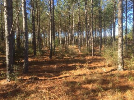 Undeveloped Land in Coffee County, Alabama