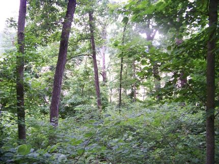 Farm and Ranch in Crittenden County, Kentucky