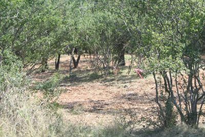 Farm and Ranch in Llano County, Texas