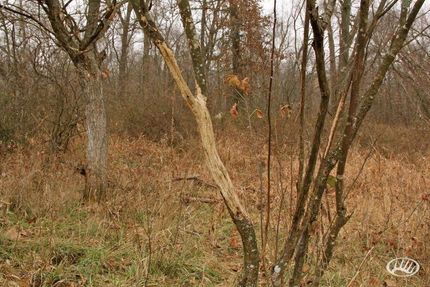 Farm and Ranch in Monroe County, Missouri