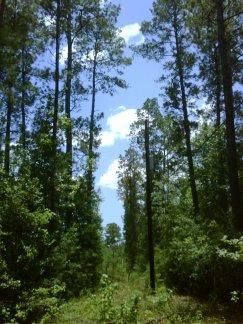 Farm and Ranch in Liberty County, Texas
