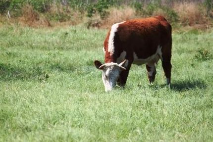 Farm and Ranch in Navarro County, Texas