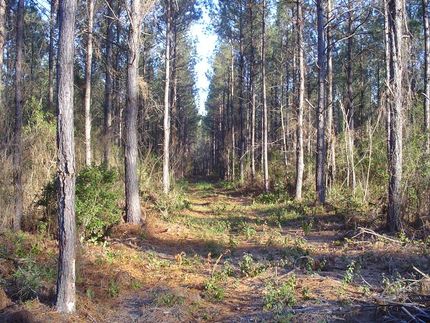 Land in Marlboro County, South Carolina