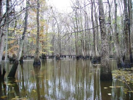 Timberland Property in Carroll County, Mississippi