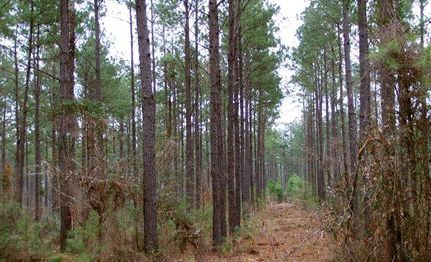 Land in Polk County, Texas