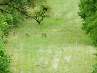 Farm and Ranch in Polk County, Texas