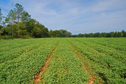 Farm and Ranch in Calhoun County, Georgia