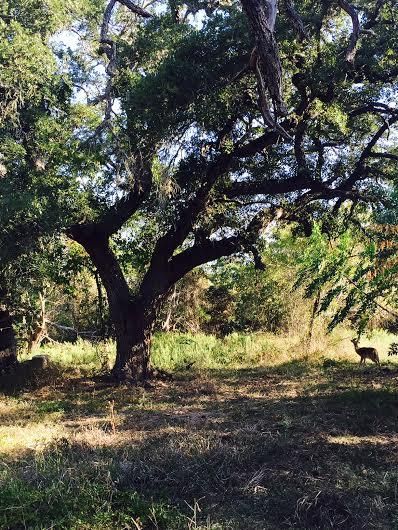 Farm and Ranch in Fayette County, Texas