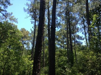 Farm and Ranch in Mobile County, Alabama