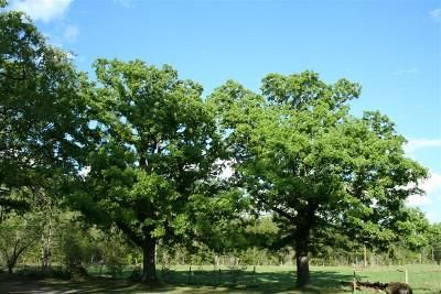 Land in Angelina County, Texas