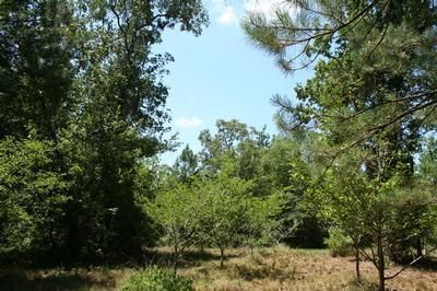 Farm and Ranch in Montgomery County, Texas
