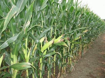 Farm and Ranch in Madison County, Indiana