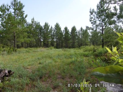Land in Ware County, Georgia