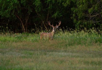 Farm and Ranch in Gonzales County, Texas