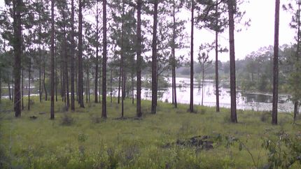 Farm and Ranch in Covington County, Alabama