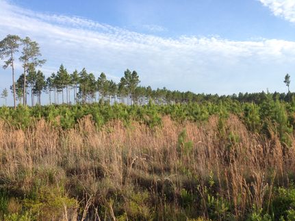 Land in Ware County, Georgia