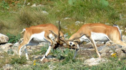 Farm and Ranch in Edwards County, Texas