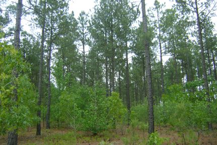 Land in Kershaw County, South Carolina