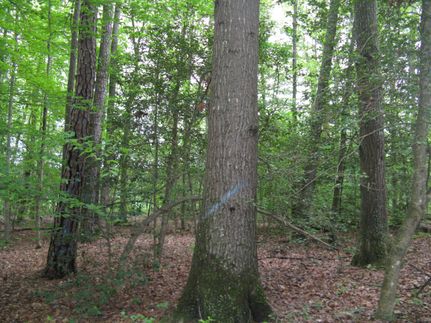 Recreational Property in King William County, Virginia