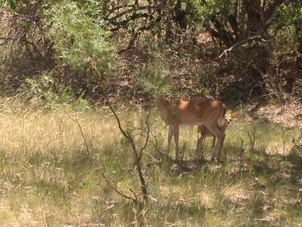 Lakefront Property in Brown County, Texas