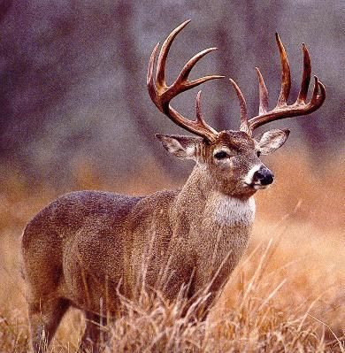 Land in Concordia Parish, Louisiana