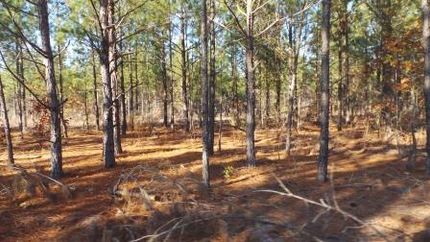 Farm and Ranch in Dillon County, South Carolina