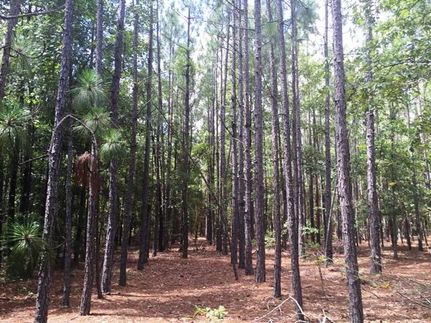 Timberland Property in Emanuel County, Georgia