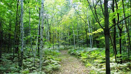 Recreational Property in Tuscola County, Michigan