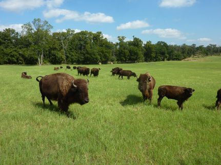 Farm and Ranch in Van Zandt County, Texas