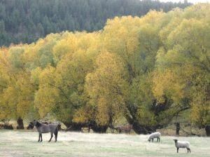 Land in Grant County, Oregon