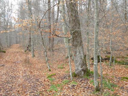 Farm and Ranch in Chenango County, New York