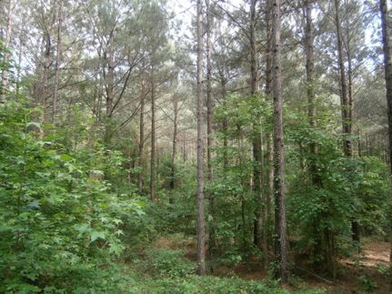 Timberland Property in Lee County, Mississippi