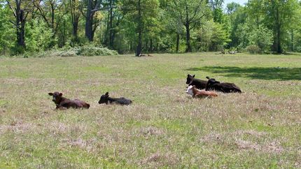 Farm and Ranch in Smith County, Texas