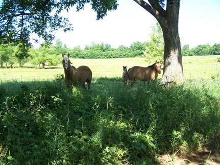 Farm and Ranch in Randolph County, Arkansas