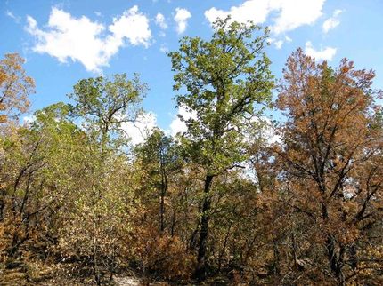 Farm and Ranch in Stephens County, Texas