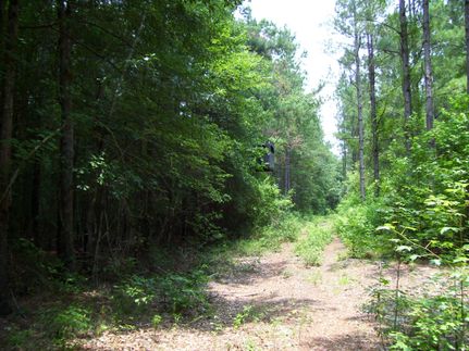 Land in Orangeburg County, South Carolina