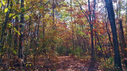 Farm and Ranch in Shelby County, Alabama