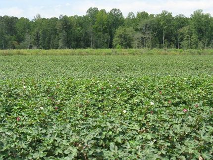Farm and Ranch in Southampton County, Virginia