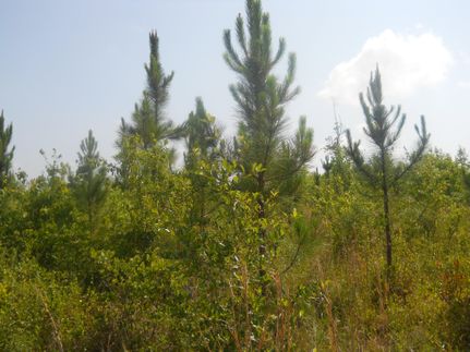 Land in Baldwin County, Alabama
