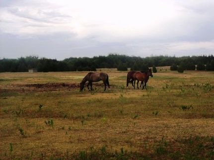 Timberland Property in Lincoln County, Oklahoma