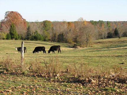 Farm and Ranch in Brunswick County, Virginia