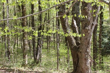 Timberland Property in Oneida County, New York