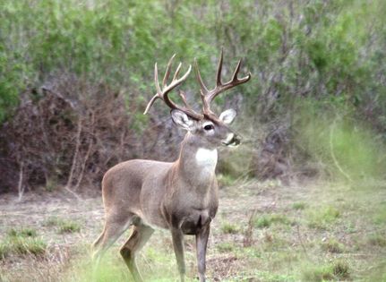 Undeveloped Land in McMullen County, Texas