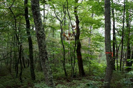 Undeveloped Land in Bath County, Virginia