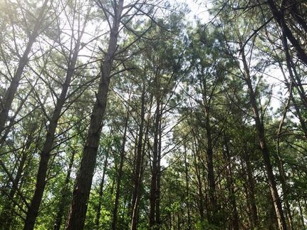 Land in Dallas County, Arkansas