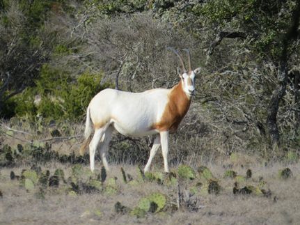 Farm and Ranch in Edwards County, Texas