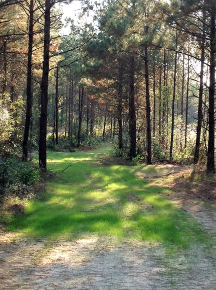 Timberland Property in Panola County, Texas
