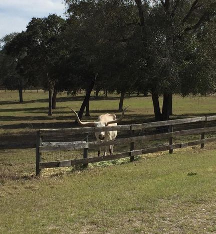 Farm and Ranch in Marion County, Florida