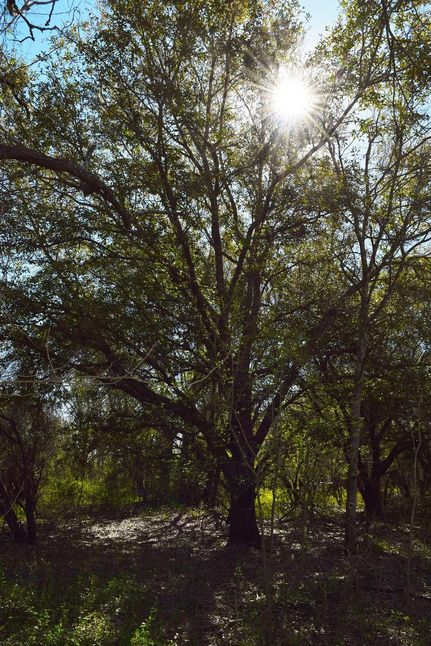 Farm and Ranch in Fort Bend County, Texas